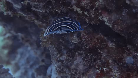 hermoso pez ángel emperador juvenil comiendo en el arrecife