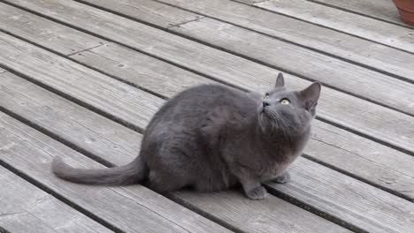 grey cat looks up frighted outside, expects attack