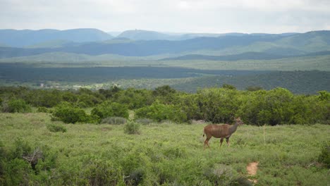 female kudu walks peacefully through savanna meadow with butterflies