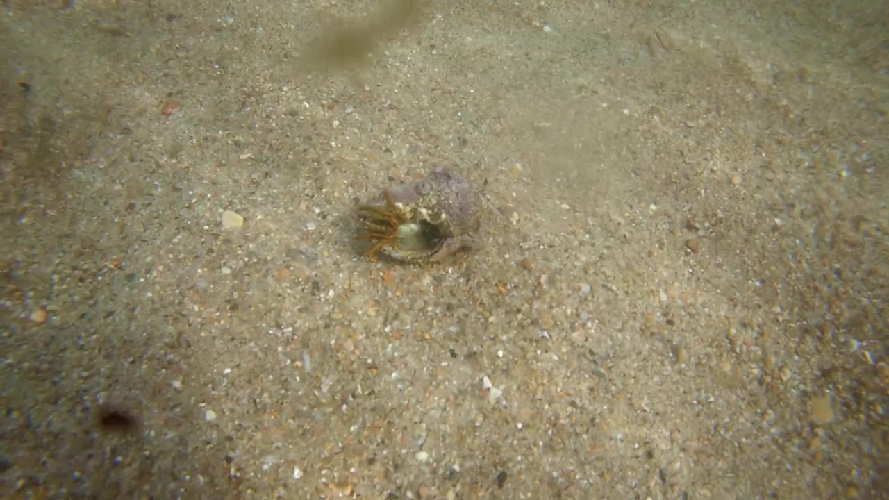 Primo piano subacqueo di un piccolo paguro che si muove su un fondale sabbioso in acque calme e poco profonde, con texture marine naturali e morbidi riflessi della luce solare
