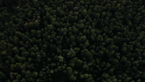 a panoramic dolly view of mercadante forest in apulia region, italy.