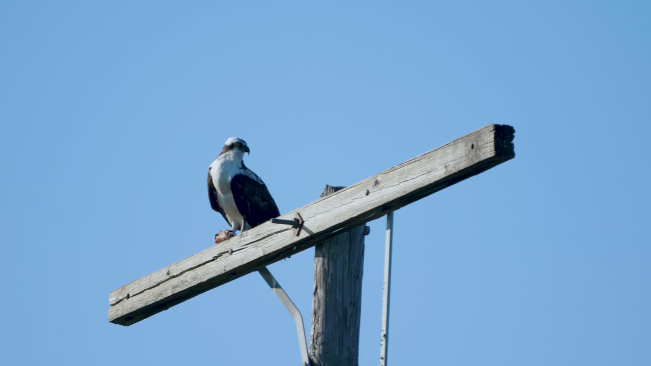Osprey sitting atop electric pole with blue sky