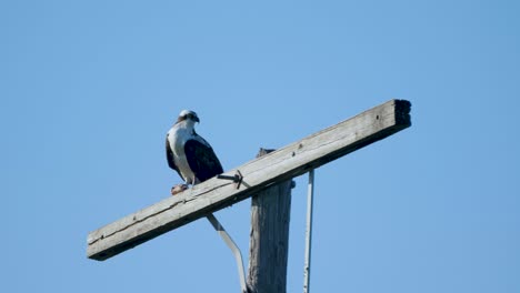 osprey sitting atop electric pole with blue sky