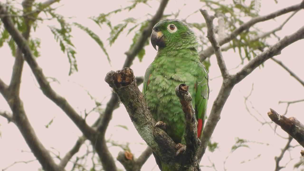majestuoso loro verde, también conocido como farinosa-amazone, sentado en un árbol bajo la lluvia en un día gris