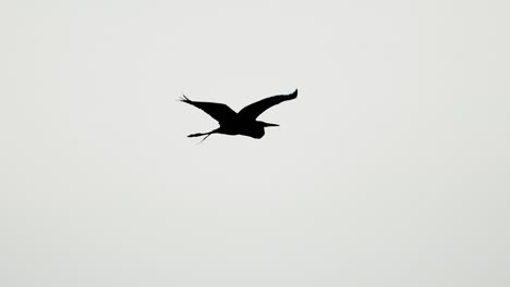 great egret high key silhouette flying in sky in slow motion