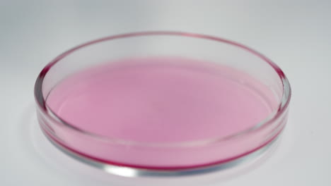tissue sample in petri dish