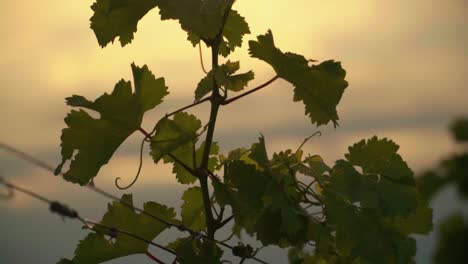 Stunning-HD-footage-of-green-vineyard-vines-in-the-heart-of-Prlekija,-Slovenia-adorned-with-lush-leaves-and-bathed-in-the-golden-glow-of-the-setting-sun