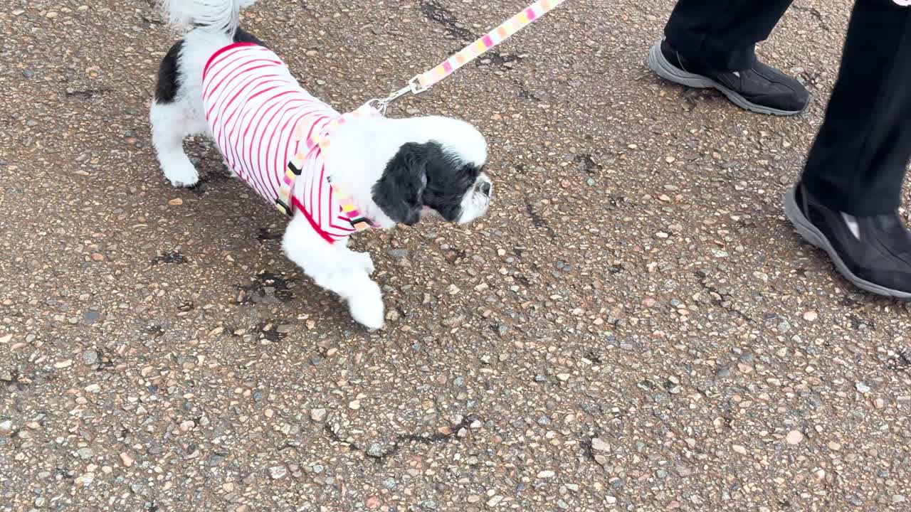 Un piccolo Shih Tzu con una maglietta a righe cammina al guinzaglio su un marciapiede asfaltato