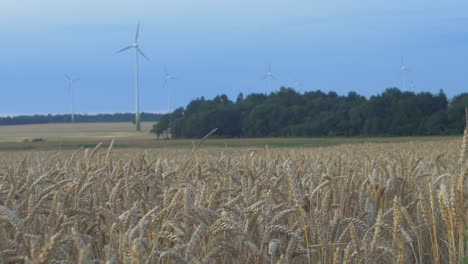 Granja-De-Turbinas-Eólicas-Desenfocadas-Que-Produce-Energía-Renovable-Para-Un-Mundo-Ecológico-Verde-Al-Atardecer,-Campo-De-Trigo-Dorado-Maduro-En-Primer-Plano,-Toma-Amplia