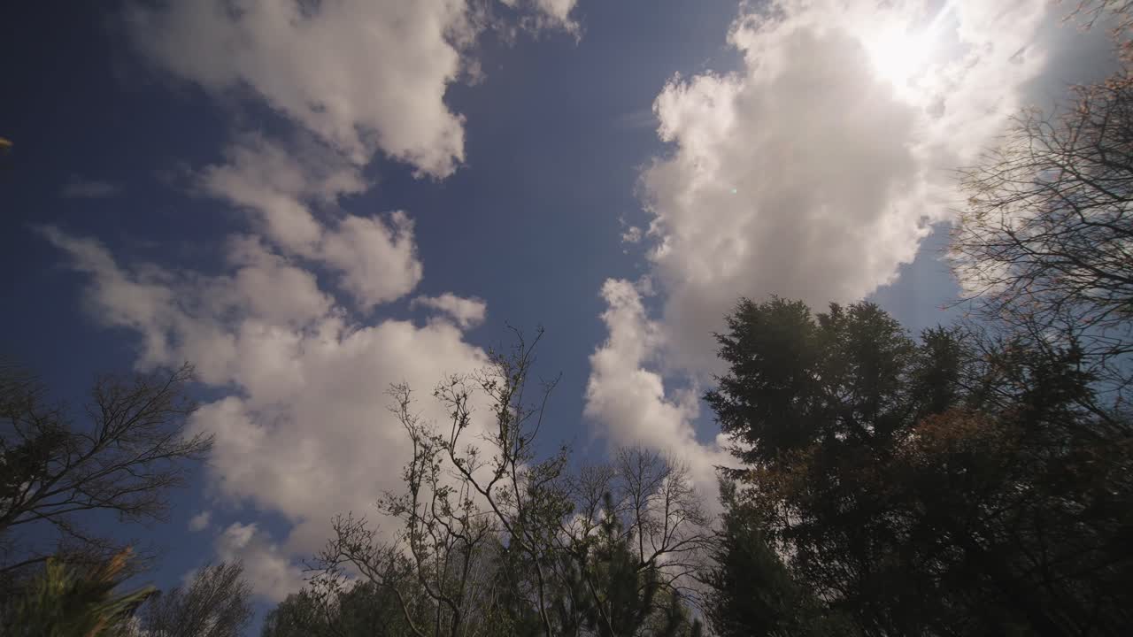 вид сверху вниз на облачное летнее небо, наклон вниз показывает листья сосны крупным планом