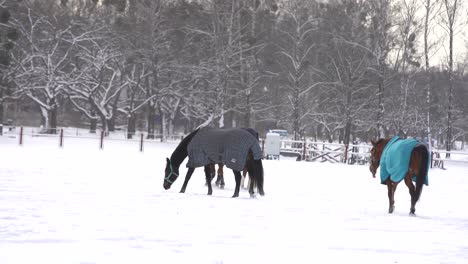 herd of horses running in the snow