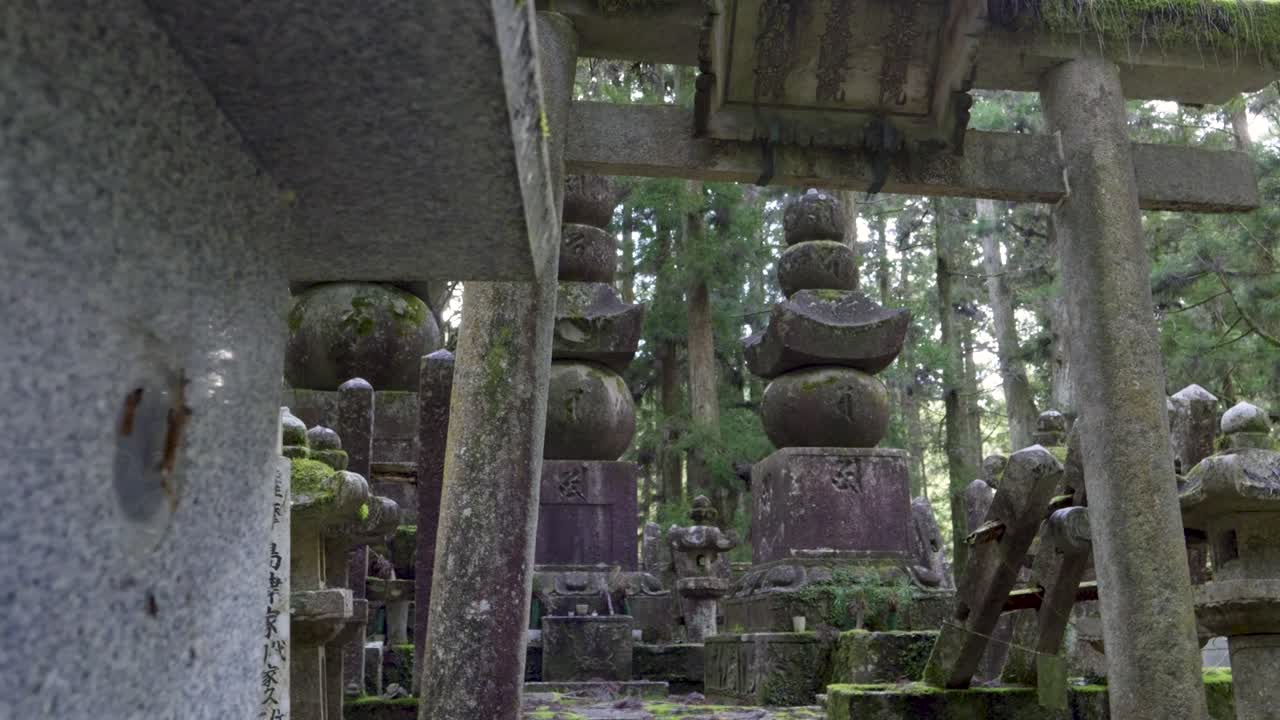 impresionante revelación cinematográfica sobre la puerta de torii cubierta de vegetación en el misterioso bosque de japón