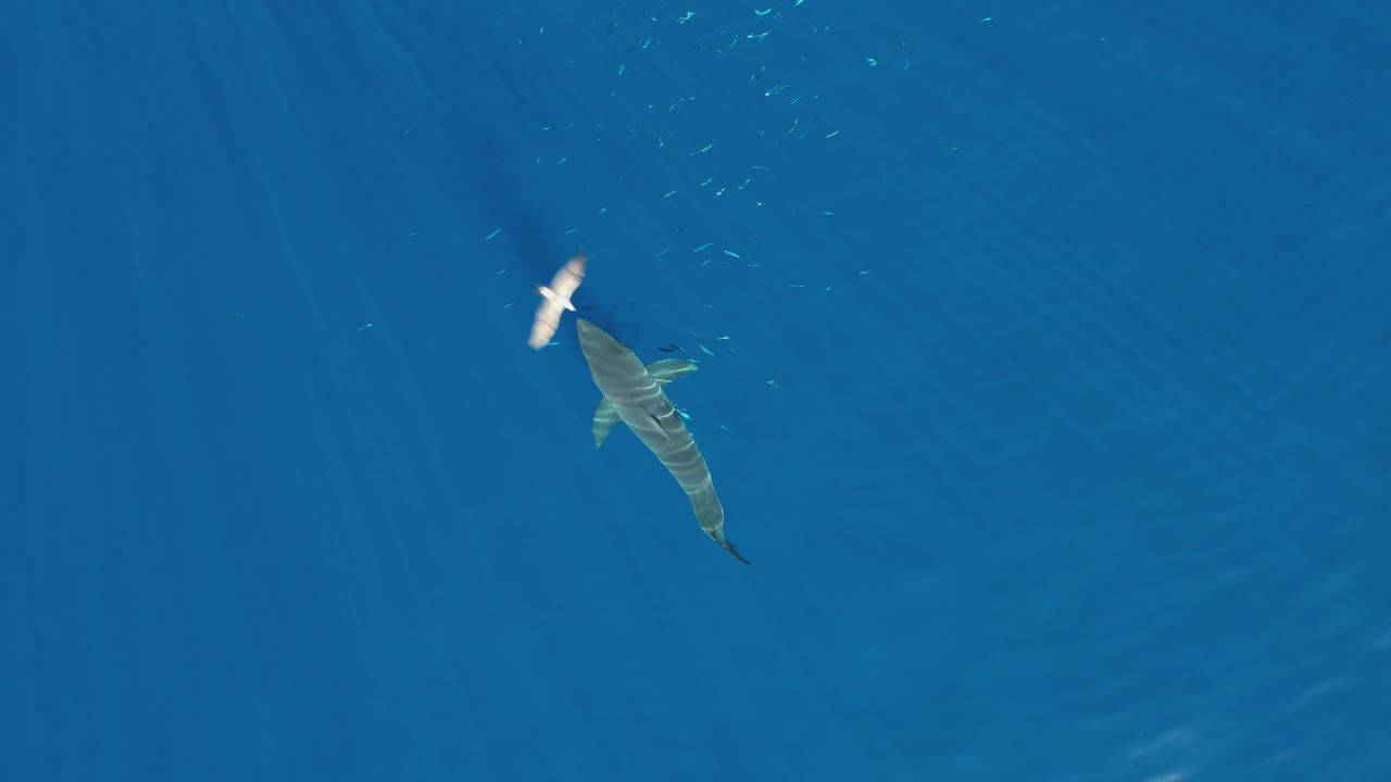 공중, 백상어의 드론 샷, 카차로돈 카차리아, 멕시코 과달루페 섬에서 미끼를 잡으려고 노력하는 모습