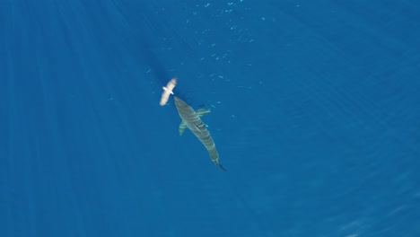 aéreo, disparo de drone del gran tiburón blanco, carcharodon carcharias, tratando de atrapar un trozo de cebo en la isla guadalupe, méxico