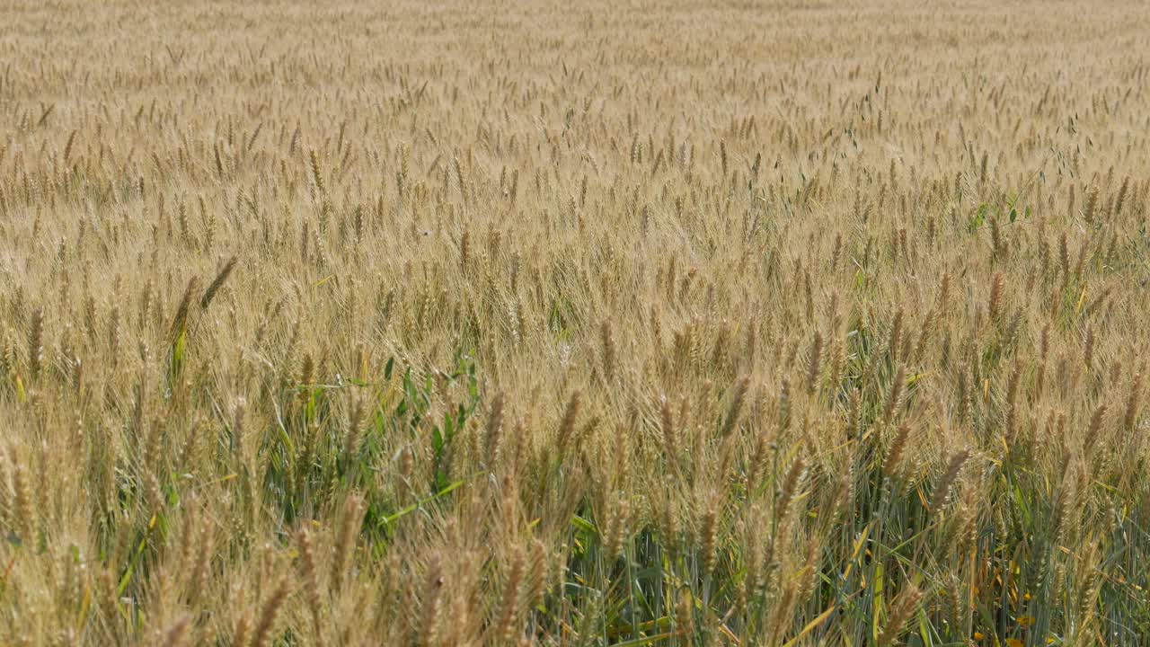 пшеничные поля. спелая пшеница. время сбора урожая