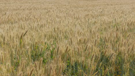 campos de trigo. trigo maduro. es hora de cosechar