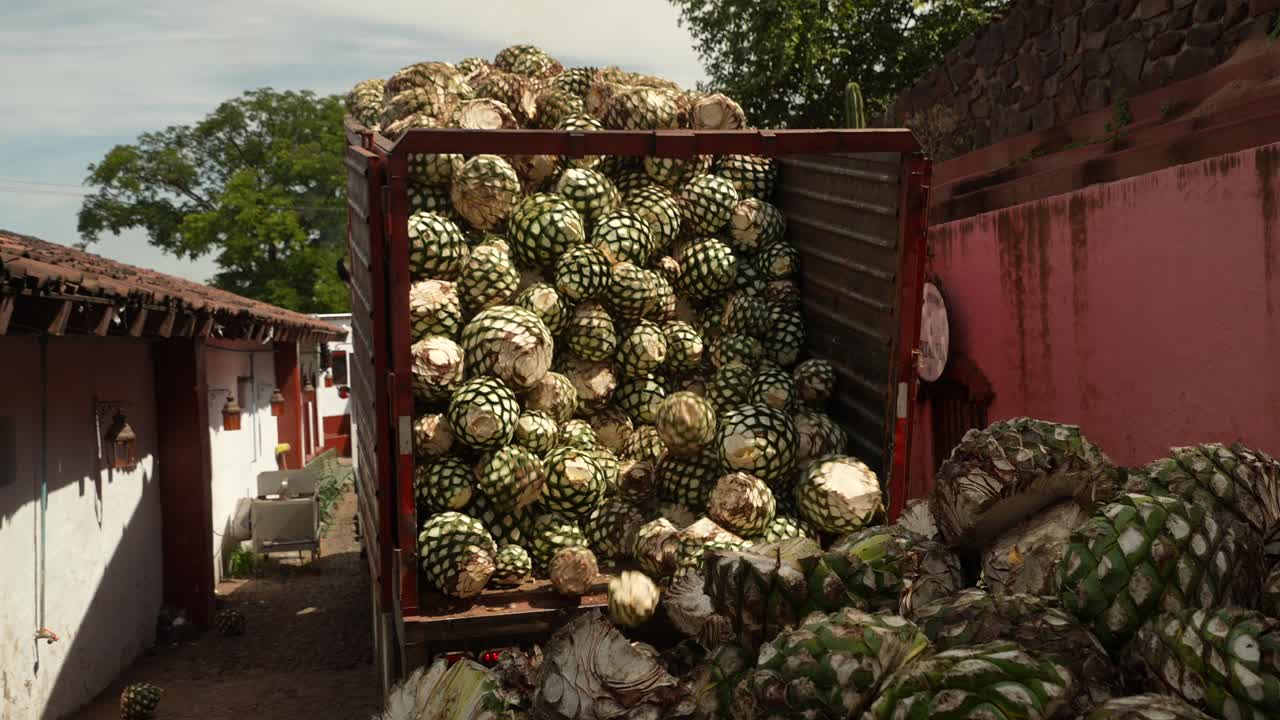 Camion in un vicolo stretto che inizia a scaricare cuori freschi di Agave Blu (Piñas) a terra in un pomeriggio soleggiato. Inquadratura generale statica da dietro.