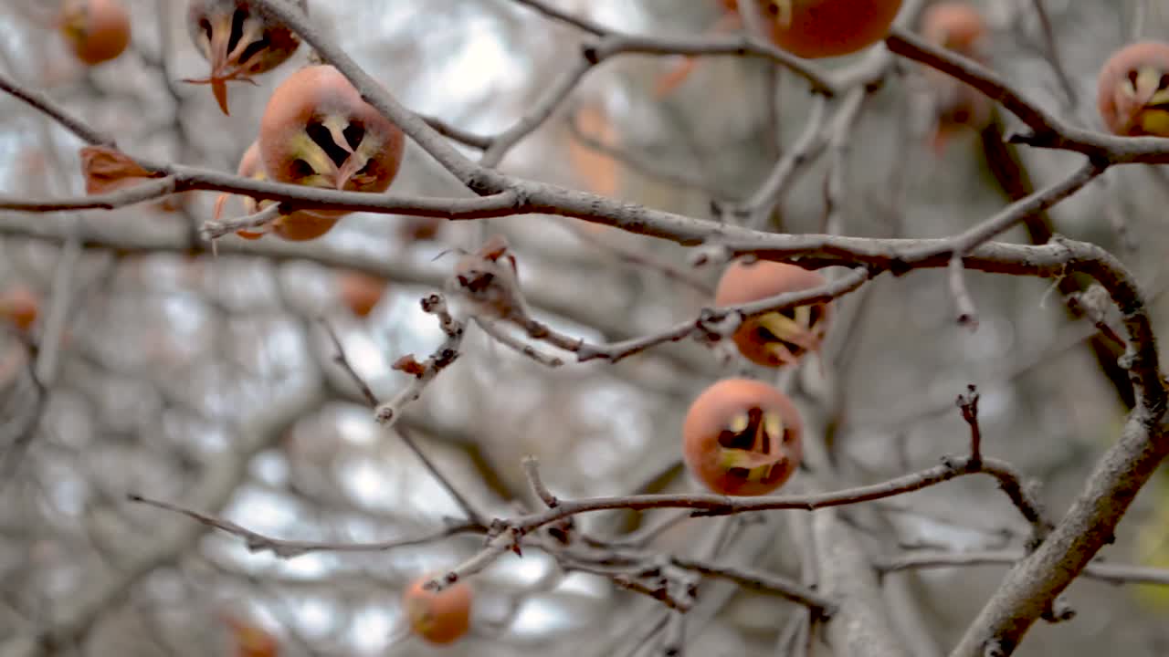 impresionante árbol de medlar lleno de frutas en una fría mañana de otoño