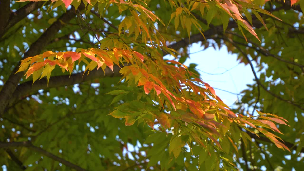 las hojas de los árboles comienzan a cambiar los colores del otoño en noviembre en corea del sur con una suave brisa