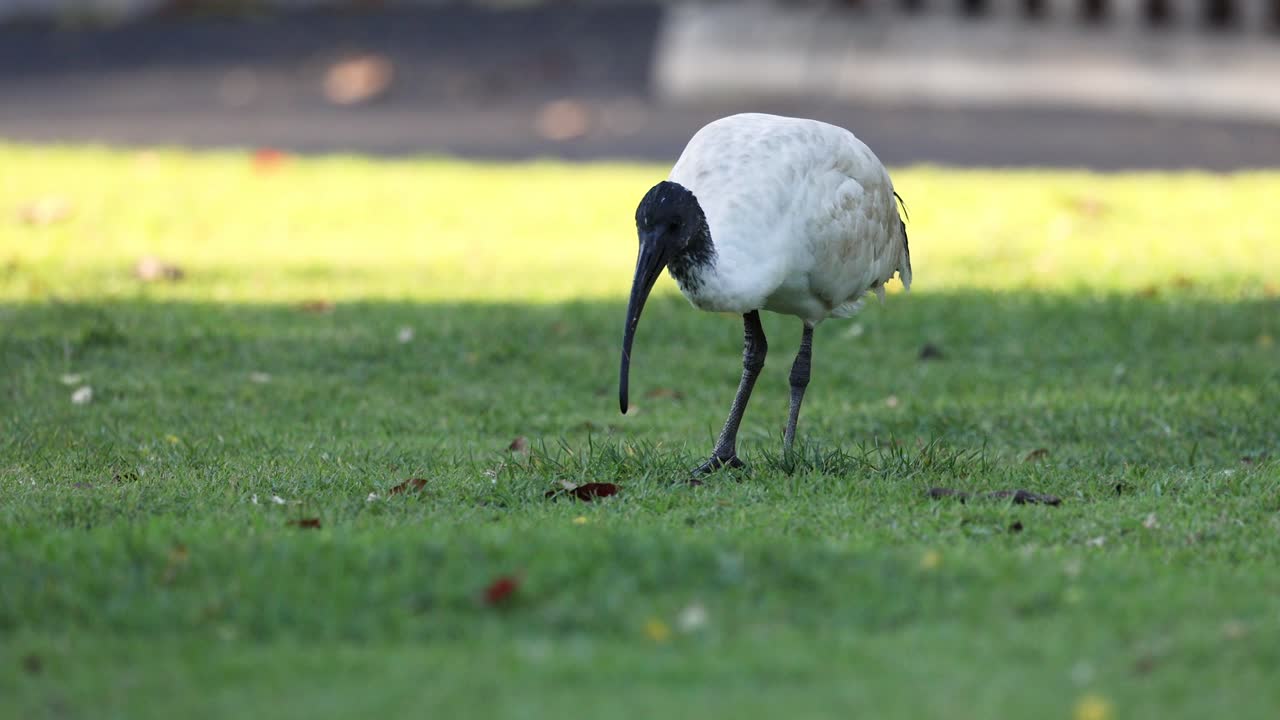 이비스가 잔디에서 먹이를 찾고 있다.