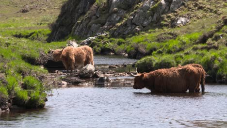 Hochlandkühe-Im-Fluss,-Schottisches-Hochland