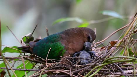 La-Paloma-Esmeralda-Común-Es-Común-En-Los-Países-Asiáticos-Y-Es-Famosa-Por-Sus-Hermosas-Plumas-De-Color-Esmeralda