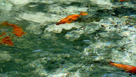 coy carp swimming around in clear water