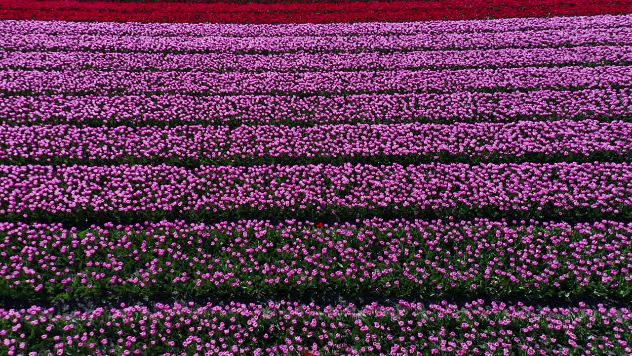 drone ascendiendo desde el lecho de flores y revelando un gran campo de tulipanes en los países bajos