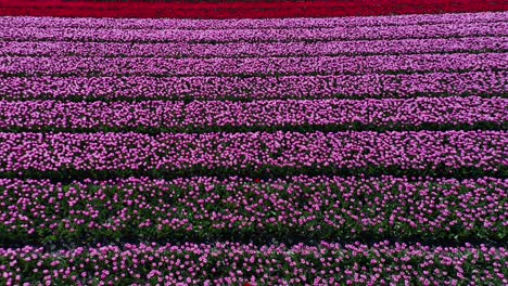 Drone-Ascendiendo-Desde-El-Lecho-De-Flores-Y-Revelando-Un-Gran-Campo-De-Tulipanes-En-Los-Países-Bajos