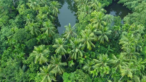 aerial or top view of deep green forest or jungle-4