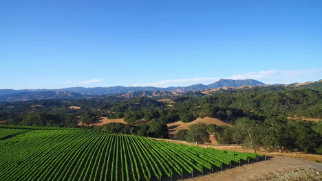 a high aerial over rows of vineyards in northern california's sonoma county