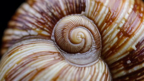 close-up of a snail shell's spiral pattern