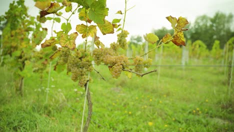 Arbustos-De-Vid-Con-Un-Tiro-Cercano-De-Las-Uvas-Verdes-En-La-Granja-De-La-Bodega-En-Un-Día-Soleado