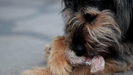 Slowakischer-Rauhaariger-Zeiger-Großer-Hund,-Der-In-Zeitlupe-Einen-Großen-Organischen-Knochen-Leckt