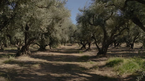 a path winding through a serene olive grove