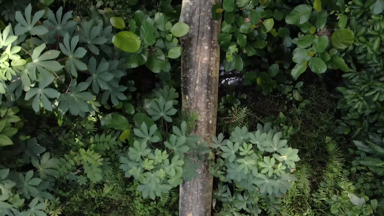 자연 공원의 빽빽한 열대 숲에 쓰러진 나무 줄기