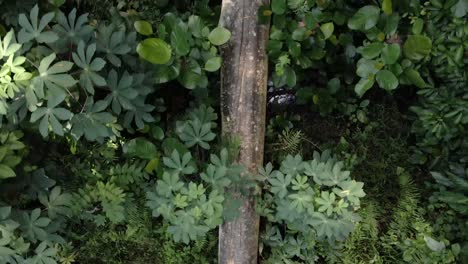 fallen tree trunk on densely tropical forest at nature park