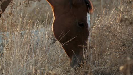 Toma-En-ángulo-Bajo-De-Un-Caballo-Marrón-Pastando-En-Un-Prado-Bajo-La-Luz-Del-Sol