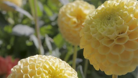 Close-up-static-shot-highlighting-the-beauty-of-yellow-flowers-with-green-plants-in-the-background