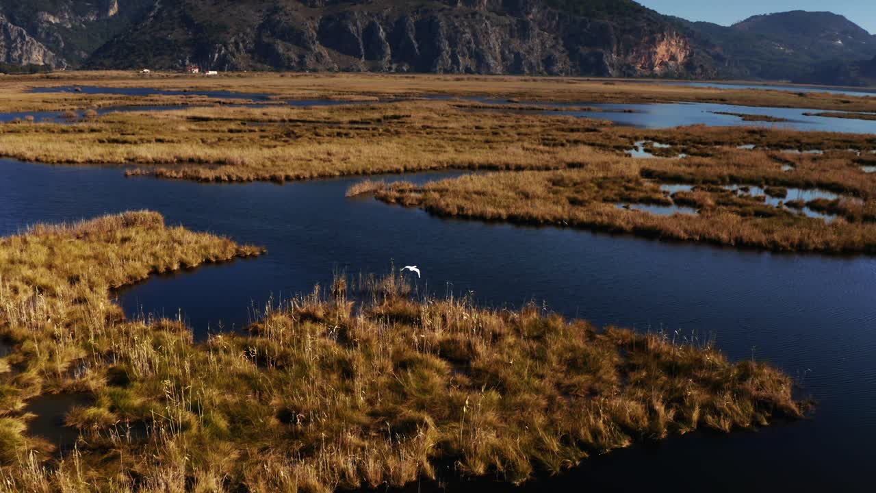 4k, alta calidad, tiro de dron de un pájaro blanco volando sobre un lago azul con hierba seca amarilla a su alrededor