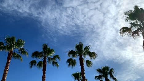 vista en el cielo despejado y en las hermosas palmeras bajo el sol en 4k en creta en grecia