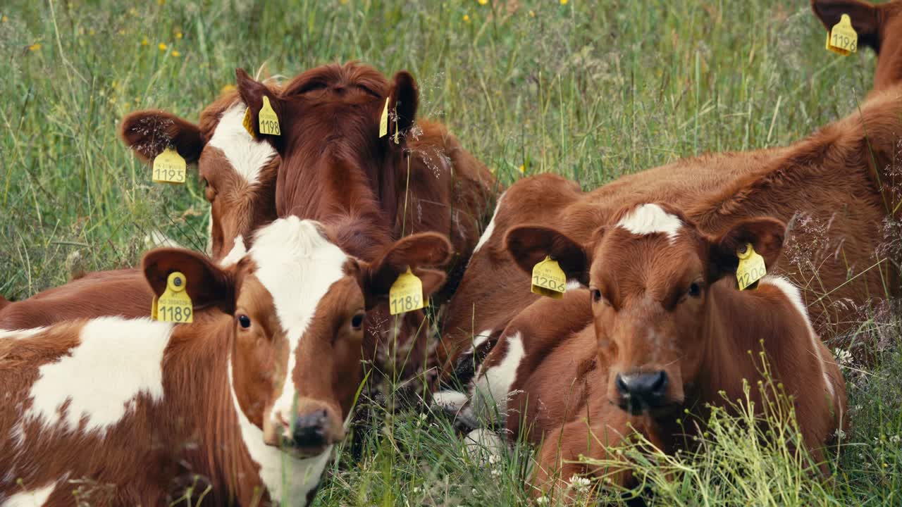 Mandria di mucche da latte che ruminano con marche auricolari sdraiate sull'erba della fattoria.