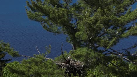 un águila calva se sienta en un nido en lo alto de un pino incubando sus huevos