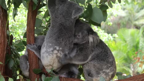 mother koala cuddles and nurtures her baby