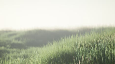 Green-field-with-tall-grass-in-the-early-morning-with-fog