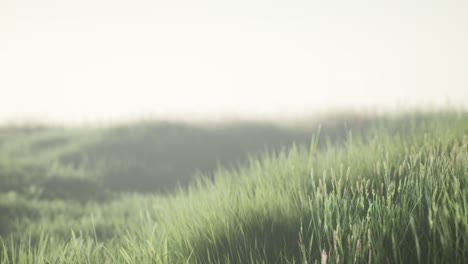 green field with tall grass in the early morning with fog