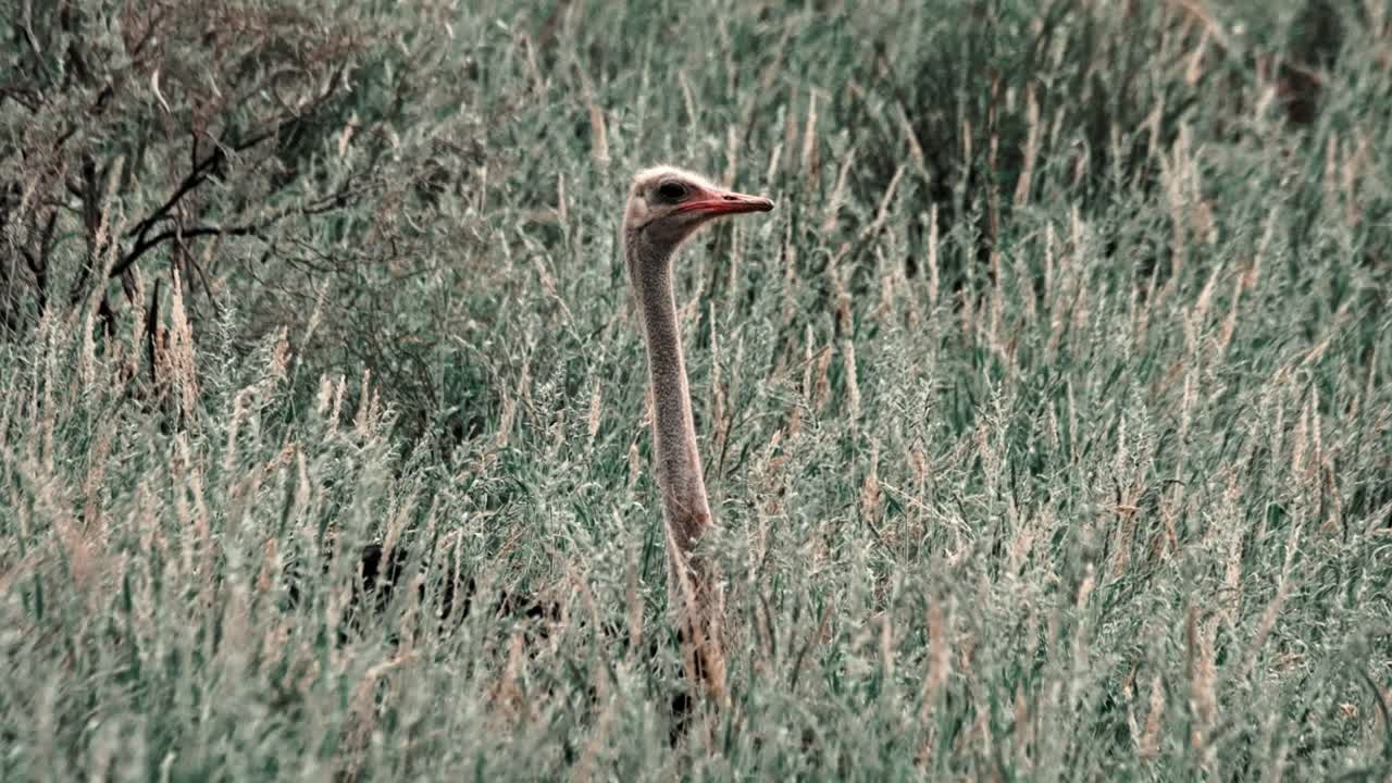 Ostrich male, sitting on a nest, in long, green grass, with only it's head and neck visible
