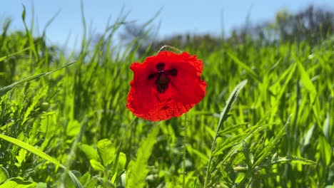 Roter-Mohn-Mitten-Auf-Einem-Grünen-Feld-Mit-Blauem-Himmel-Im-Hintergrund-In-Zeitlupe-Frühlingsnatur-In-Europa