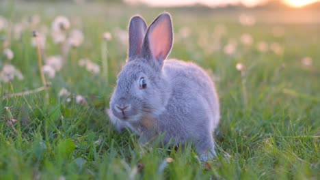 a beautiful gray bunny on a green meadow eats grass. rabbit in the field. vertical video