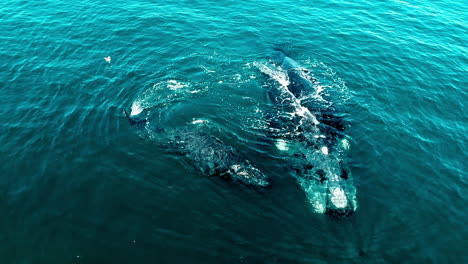 A-mother-Southern-right-whales-and-her-baby-are-playing-in-the-atlantic-ocean-from-a-drone-in-the-peninsula-valdes,-Argentina